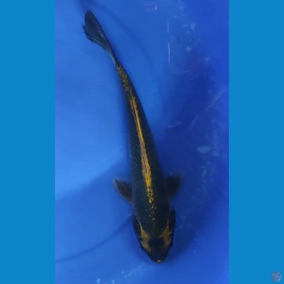 Kabuto 31 cm Female