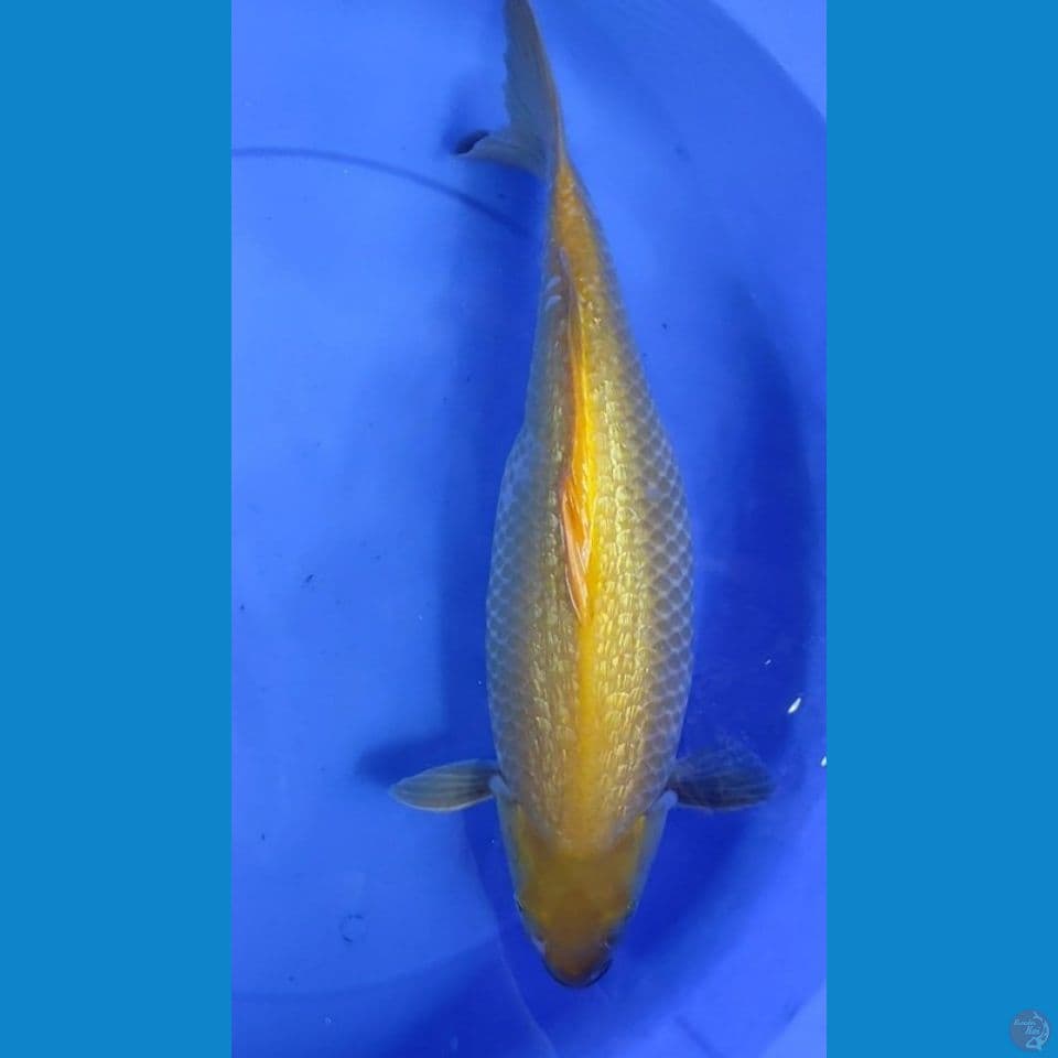 jumbo matamerah f45cm