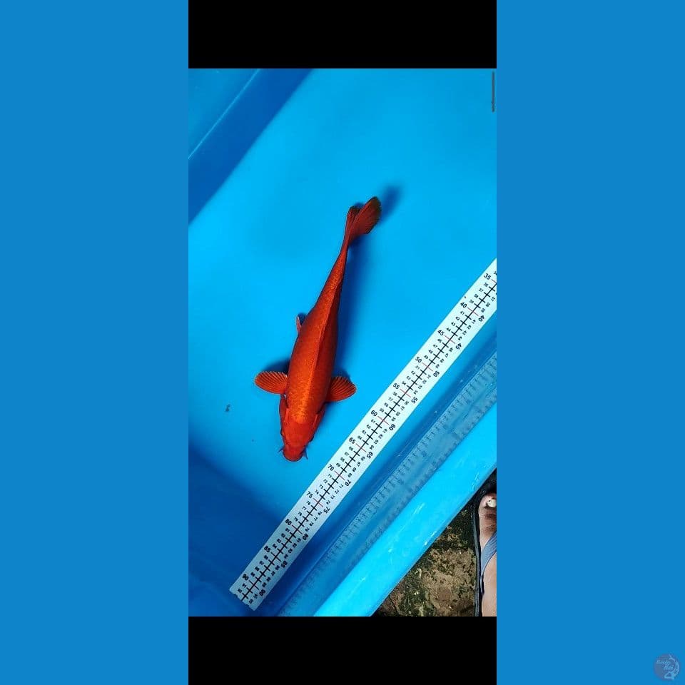 GOOD QUALITY - ORENJI OGON MERAH TEMBUS 37CM