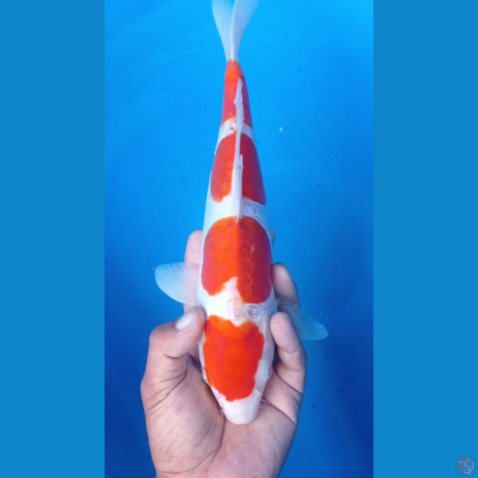 kohaku doit 35cm