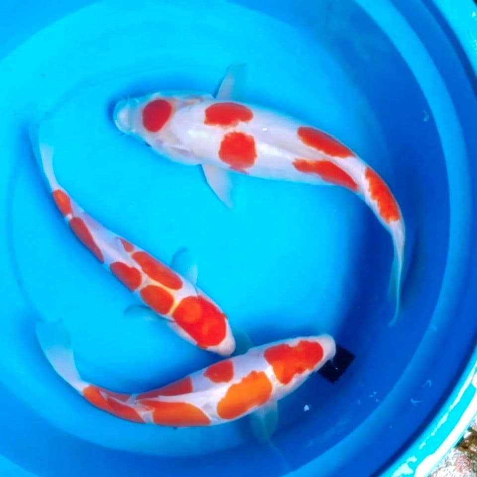 doitsu kohaku 28_32_38cm