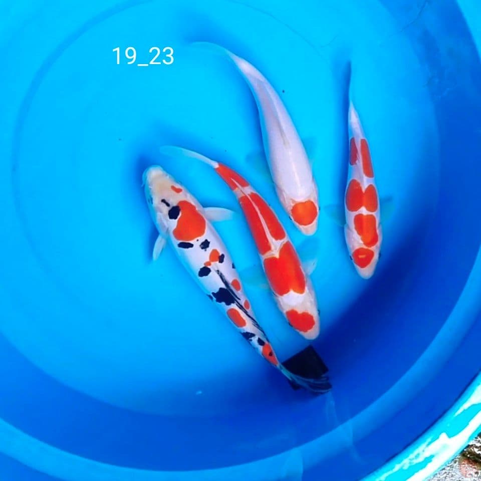 19_23cm
