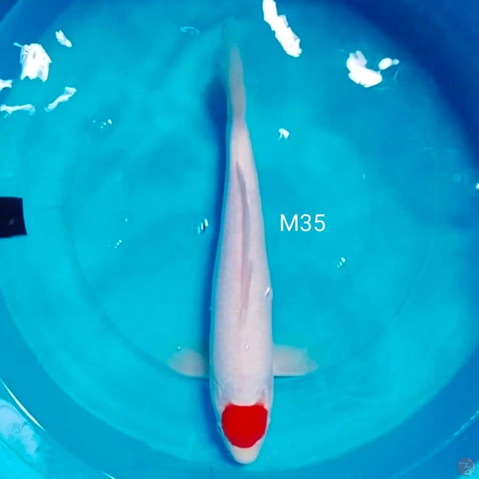 jantan 35cm