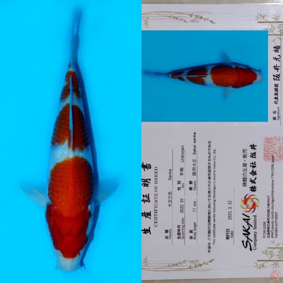 SAKAI SANDAN KOHAKU HQ 22CM