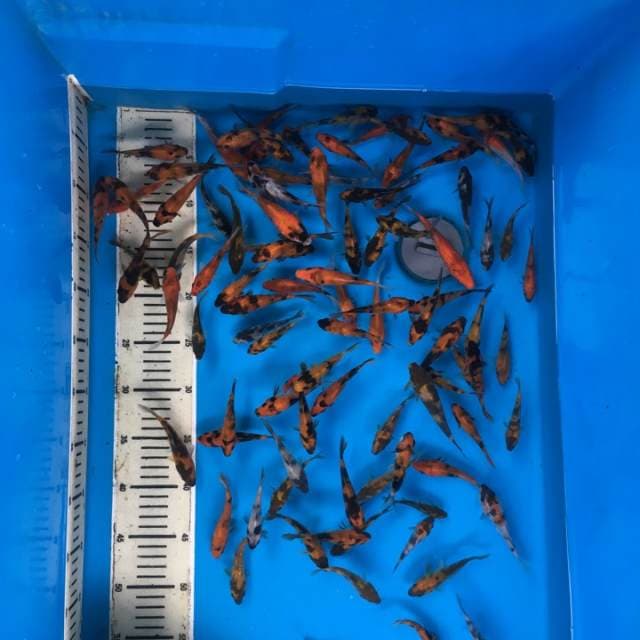 100++Ekoe Layak Dibesarkan Showa
