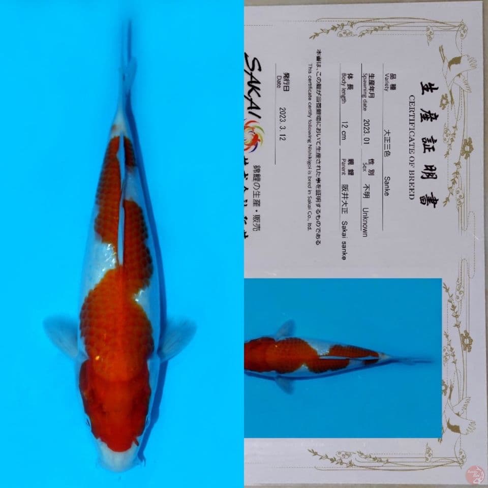 SAKAI INAZUMA KOHAKU HQ 24CM