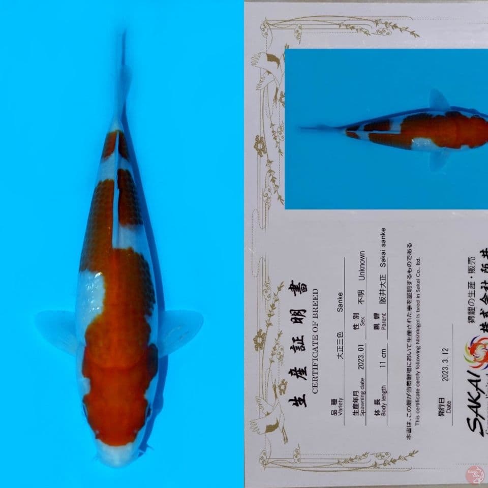 SAKAI NIDAN INAZUMA KOHAKU HQ 21CM