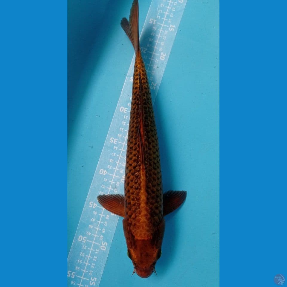 matsuba kopi susu 40cm