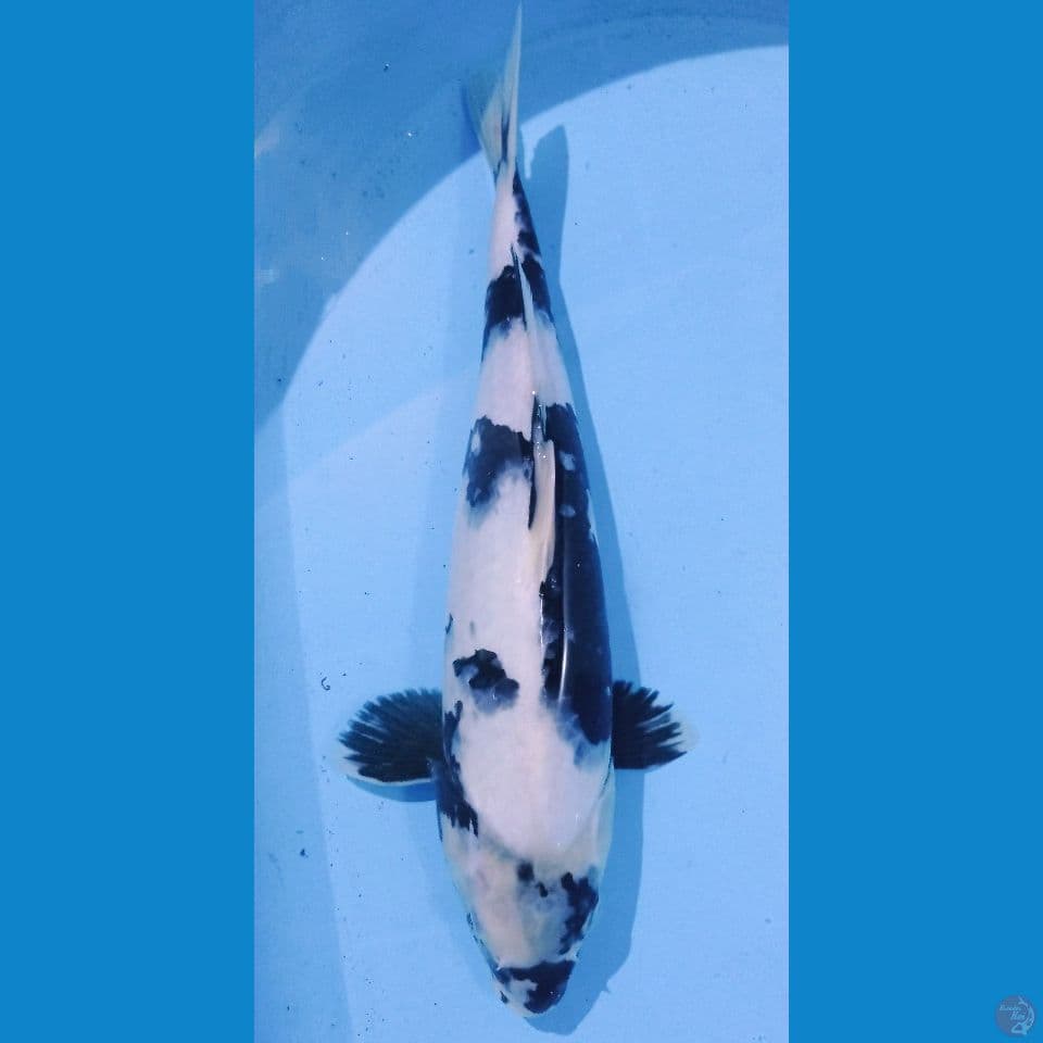 SIRO HITAM MANIS 40 CM
