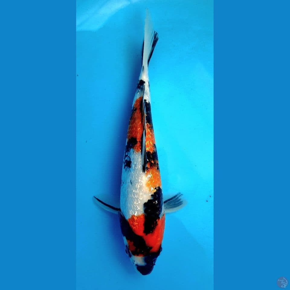 Showa Ginrin SQ 17 cm