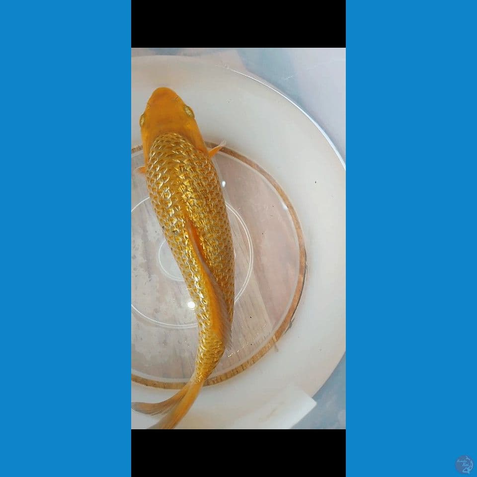 Karamel gindrin