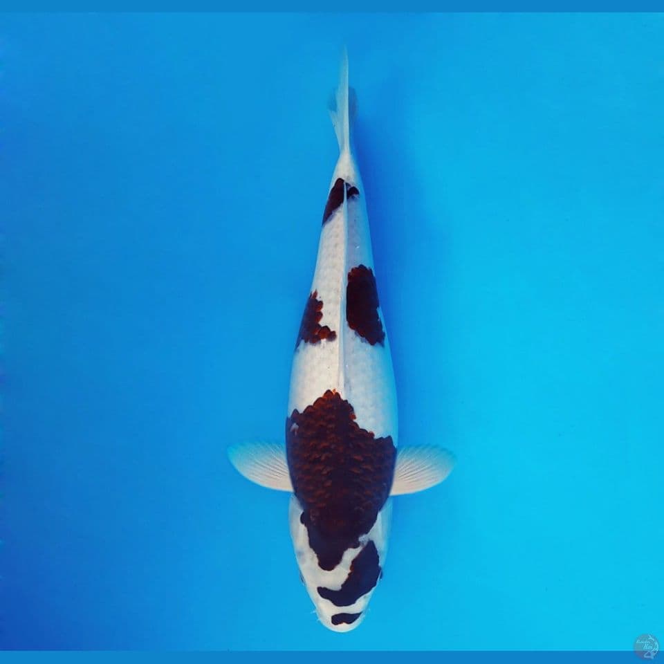 BANZAI 5 ~ Budo Goromo 39 cm/fm™,-