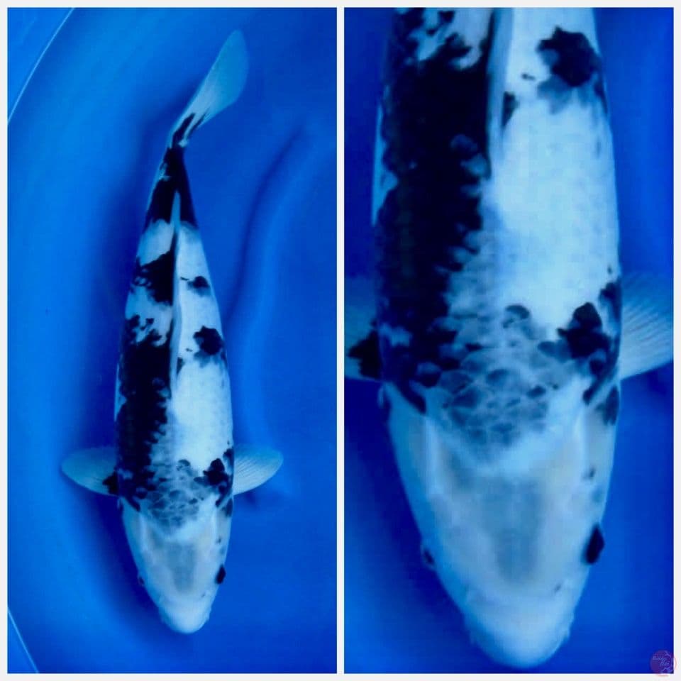 Siro tategoi