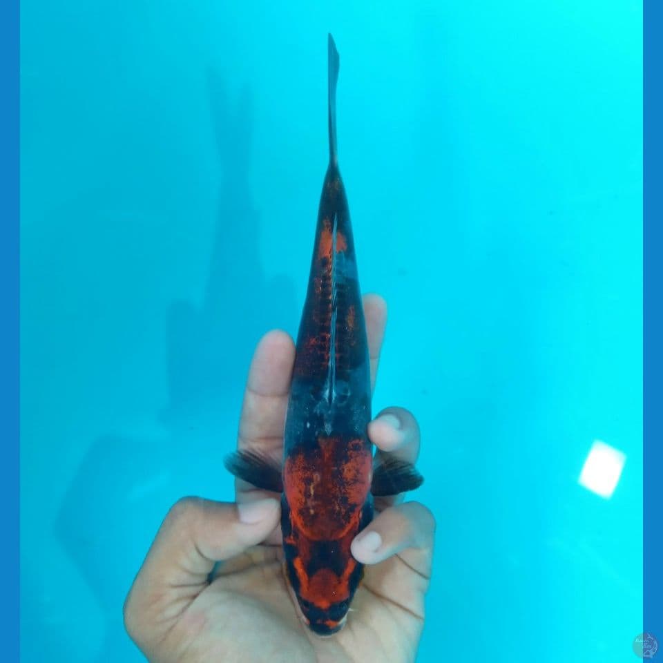 BENI KIKO STEP 3 18CM