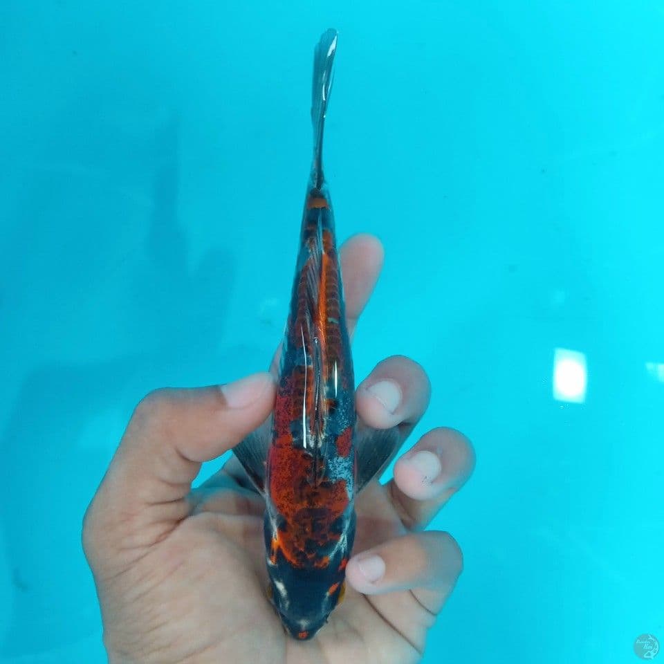 KIKO CALON FINISH 18CM