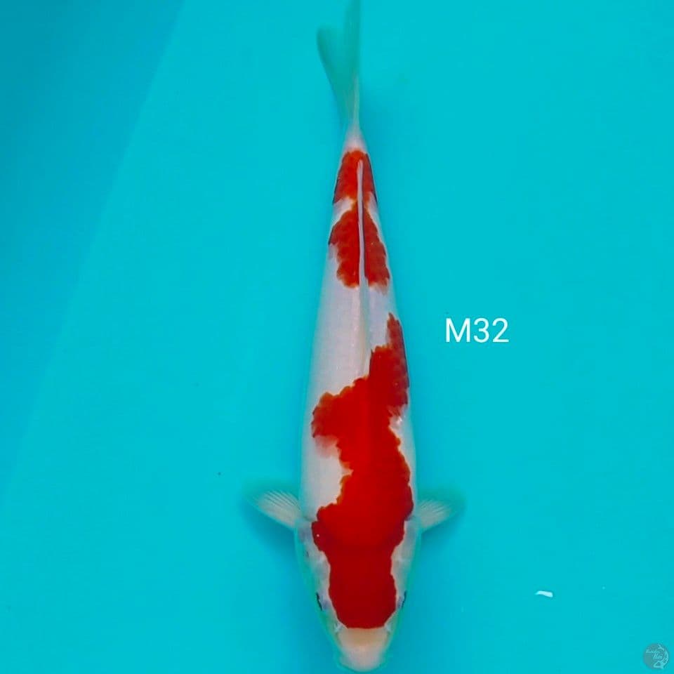 jantan 32cm calon jumbo