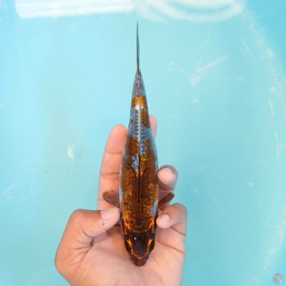 ANAK EMAS 18CM