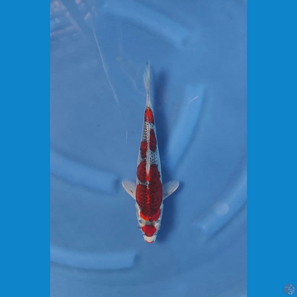 gosiki 32cm