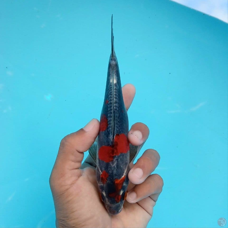 BENI KIKO 16CM
