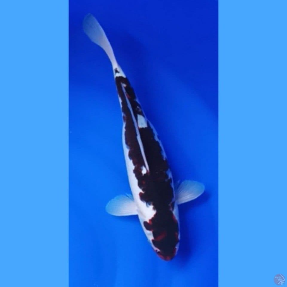 koromo 32 cm