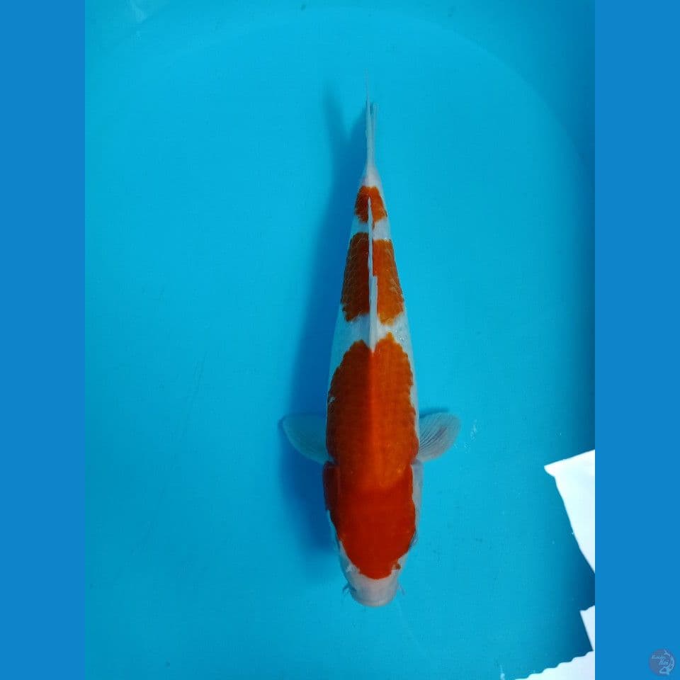 kohaku99