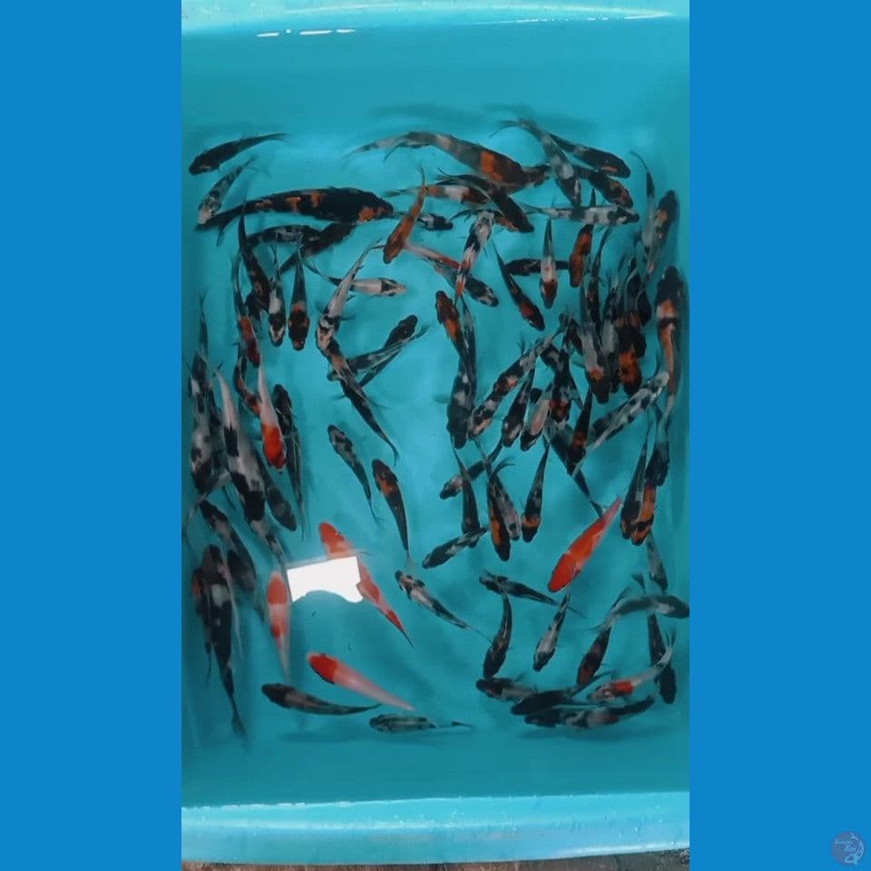 mix Showa shiro 6 12 cm 100 ekor