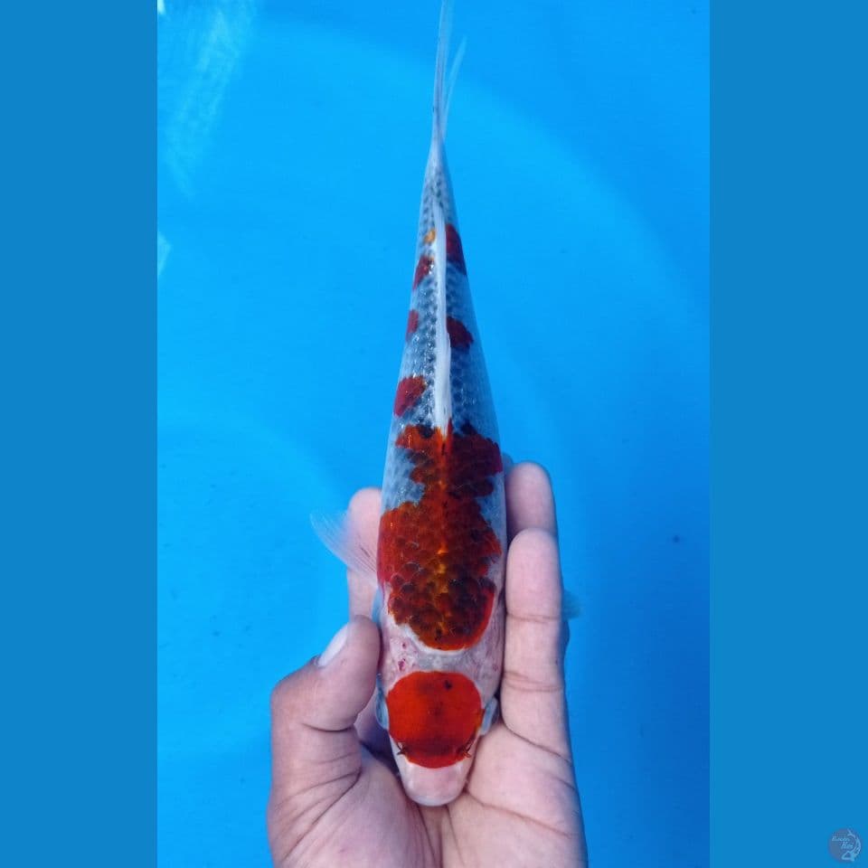 maruten gosiki 27cm