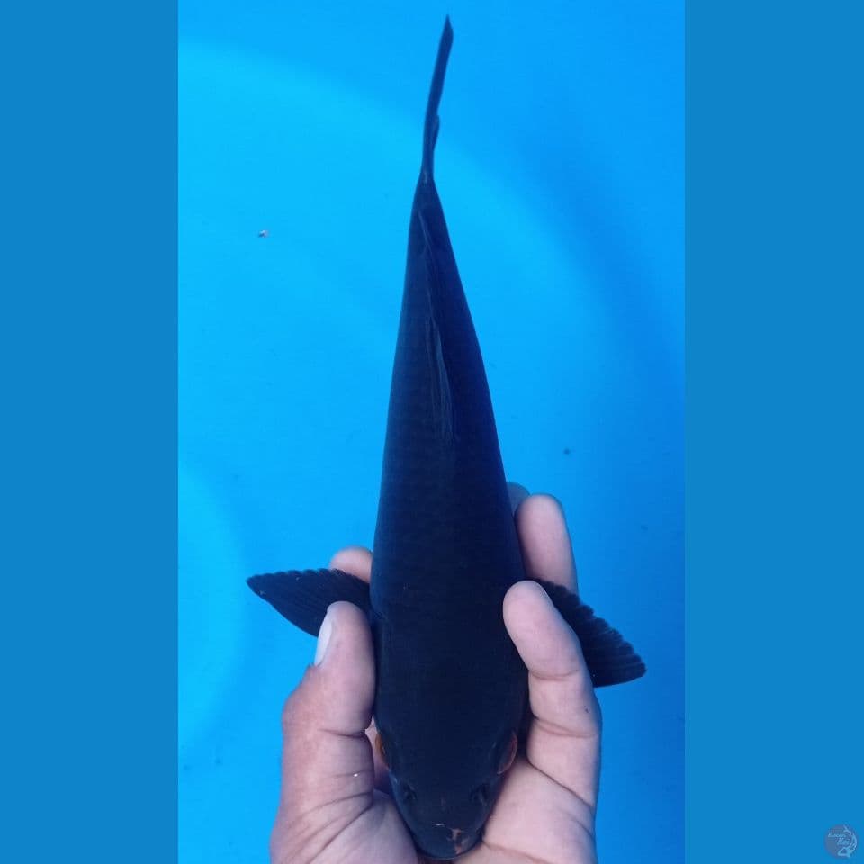 karasu bulky 30cm
