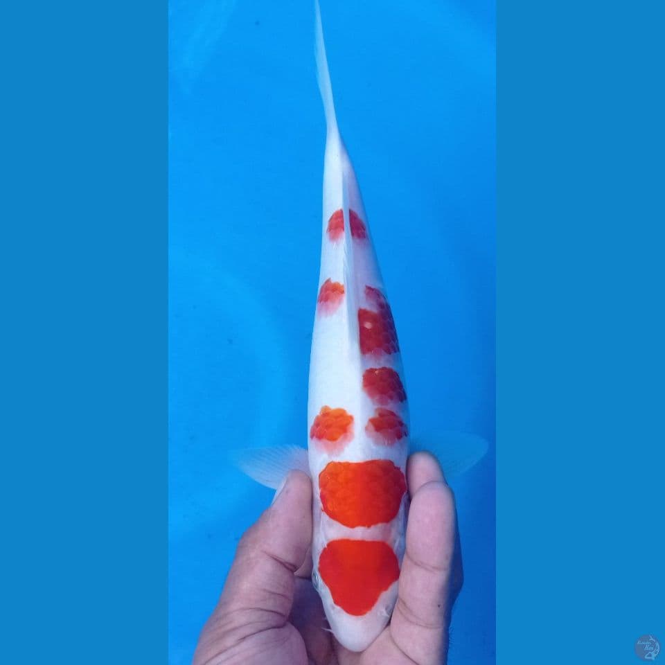 kohaku 28cm