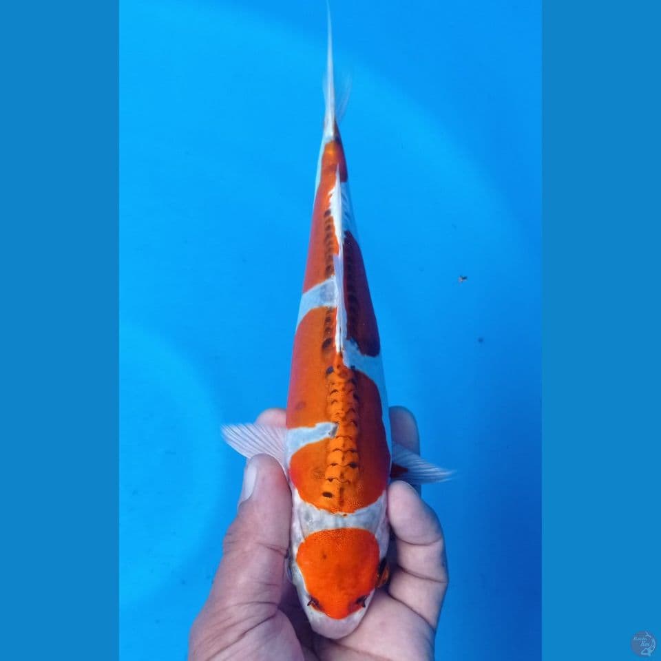 kujaku doitsu 25cm