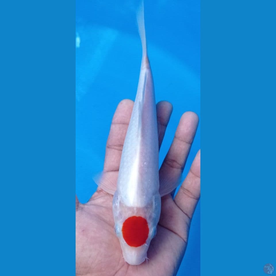 tanco kohaku 25cm