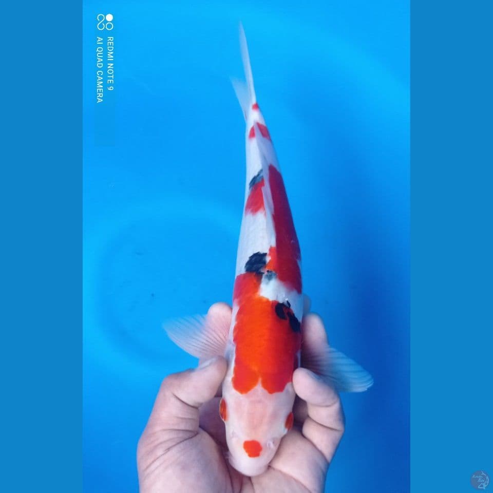 sanke mata merah 35 cm