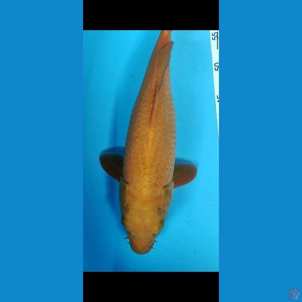 40CM BAHAN KARAMEL F1