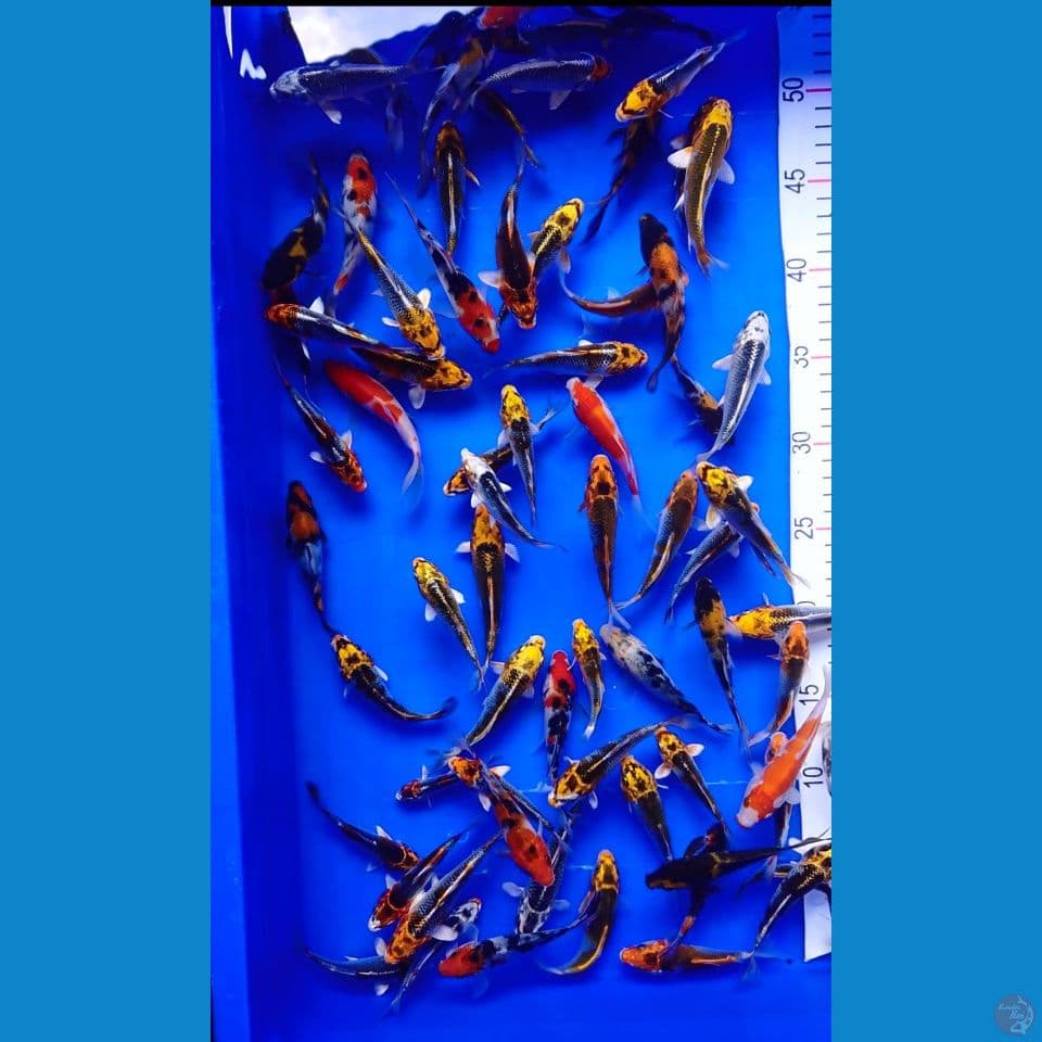 mix koi 75 ekor