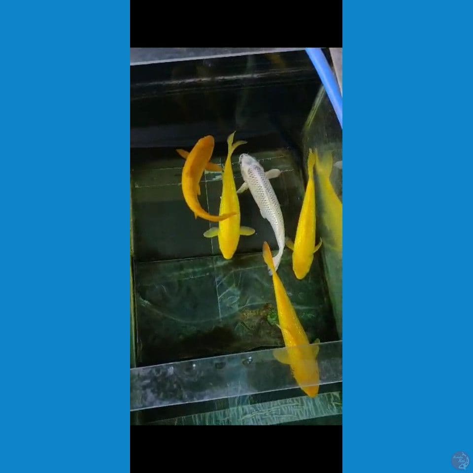 karasi lemon