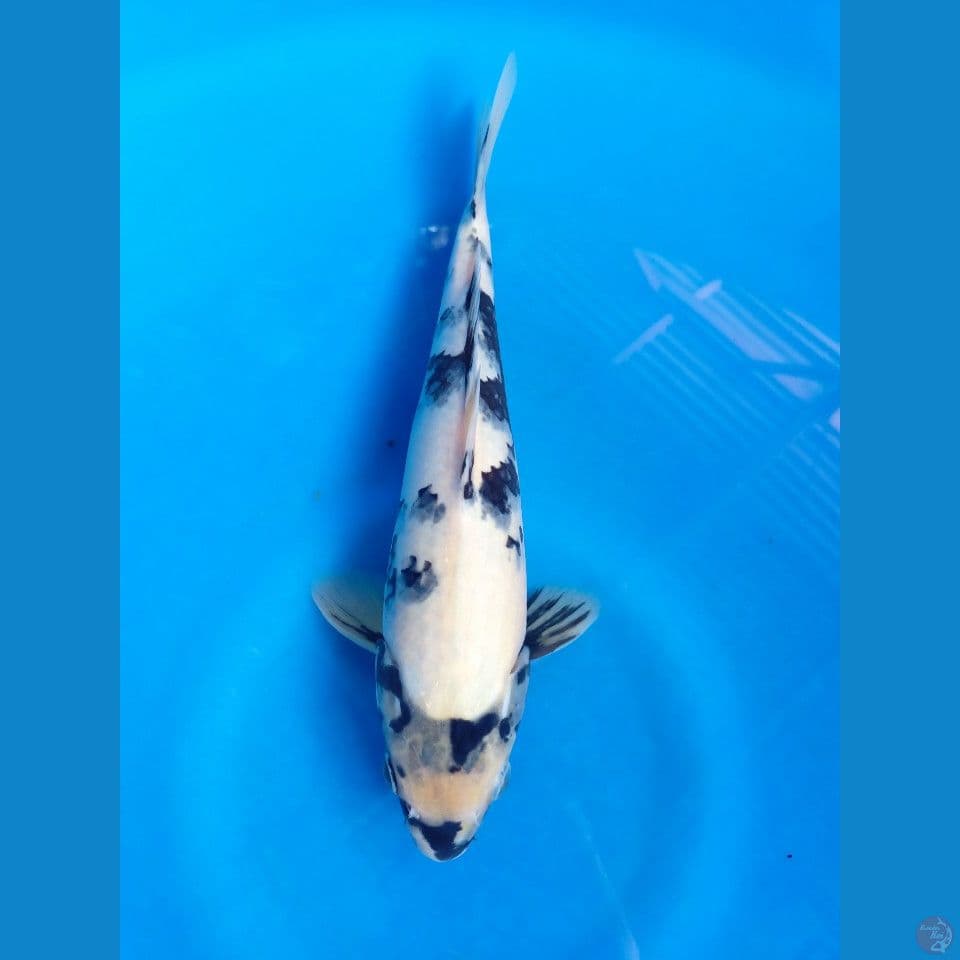SHIRO SIZE 30CM(JANTAN)