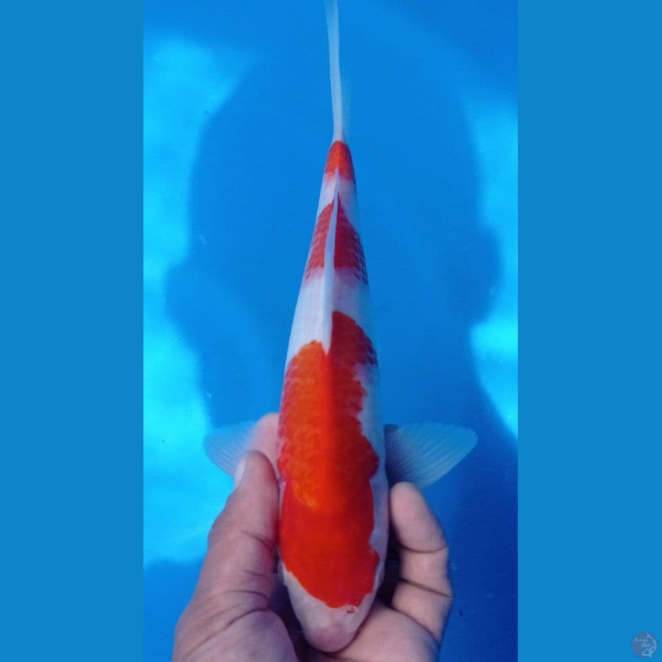 kohaku 28cm