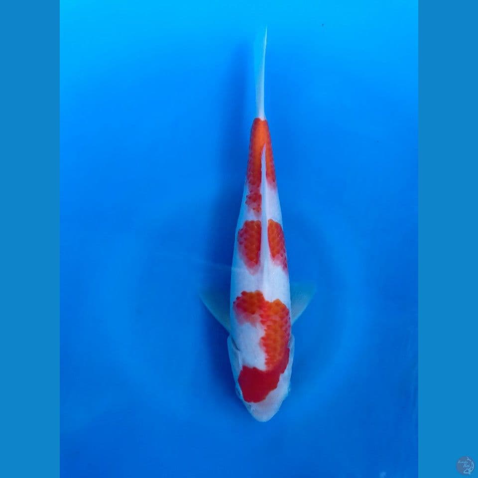 KOHAKU 29CM (JANTAN)