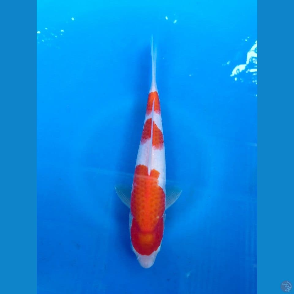 KOHAKU HQ (29CM JANTAN)