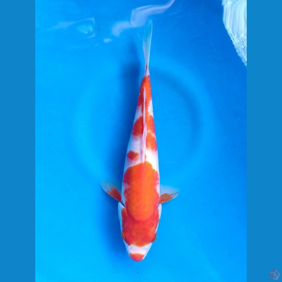 KOHAKU MOTOAKA 29CM
