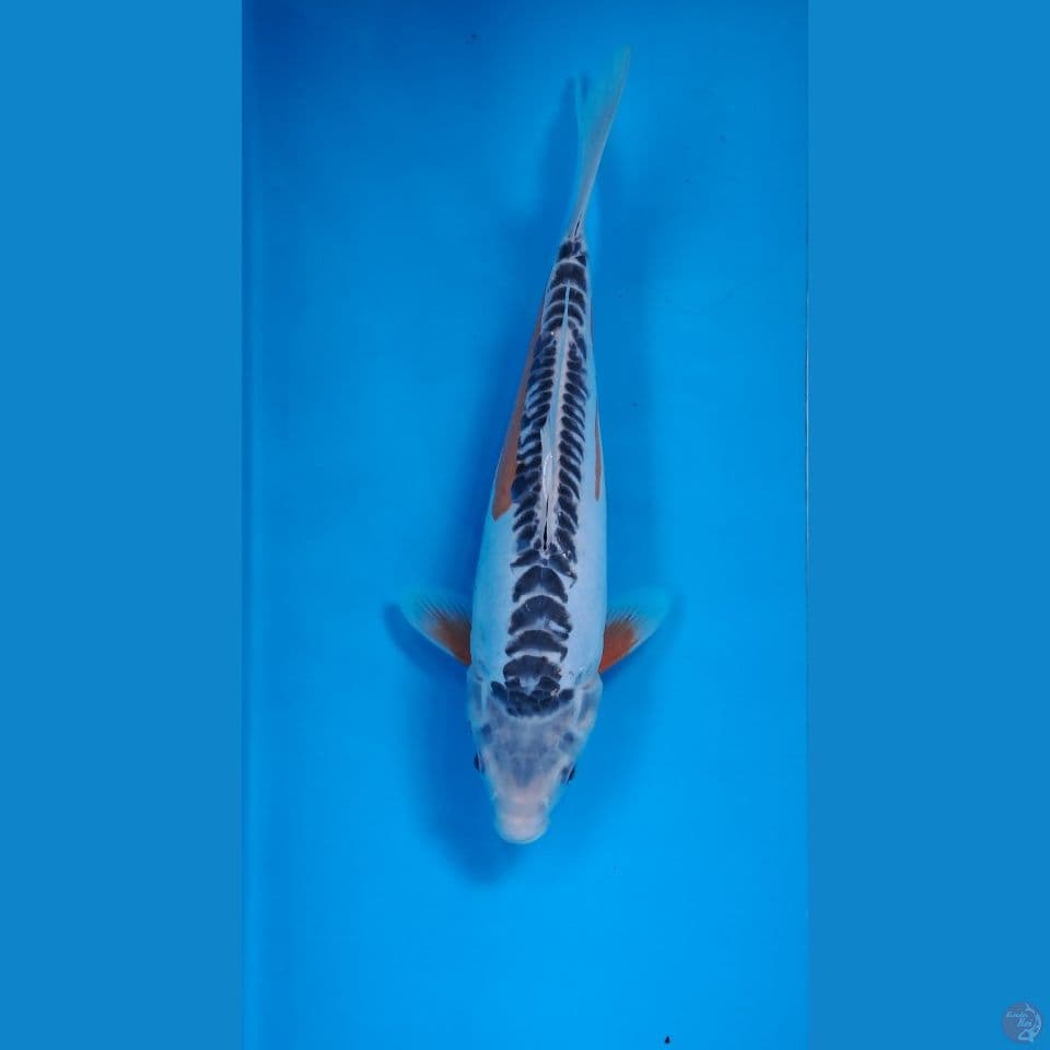 shusui 30cm