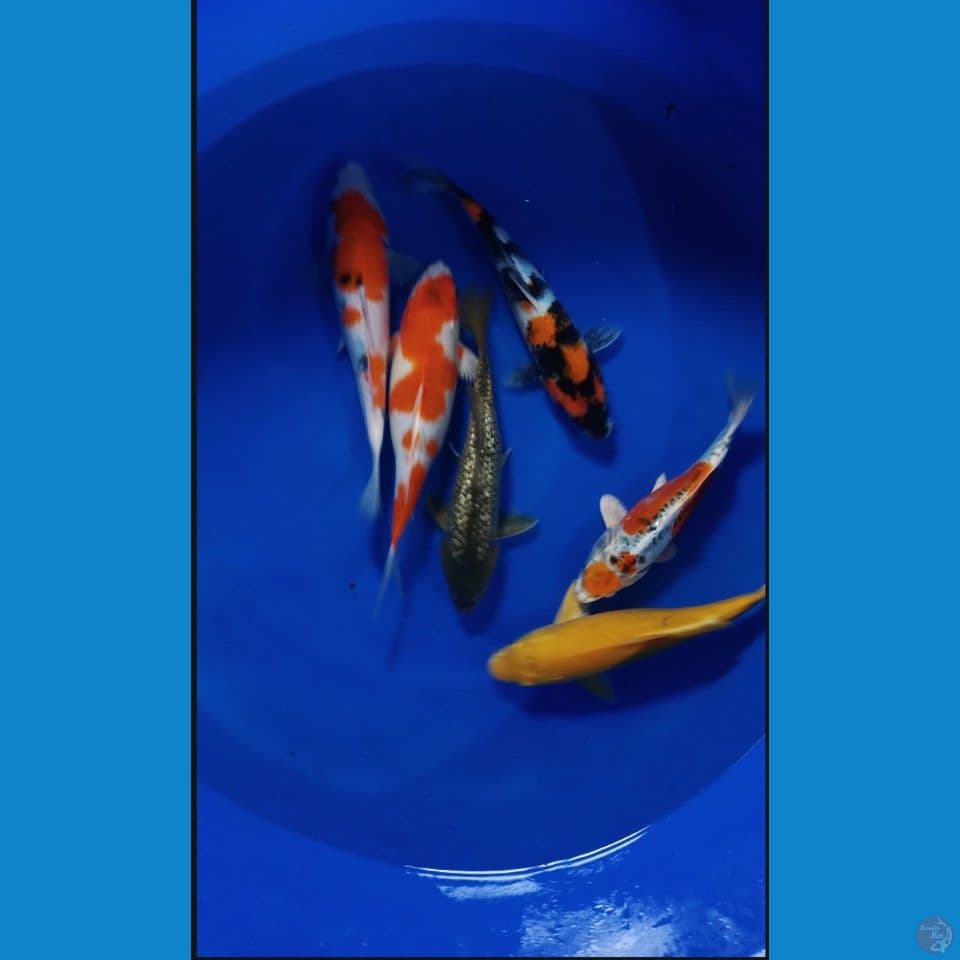 MIX KOI SIZE 24-30CM( 6 EKOR)