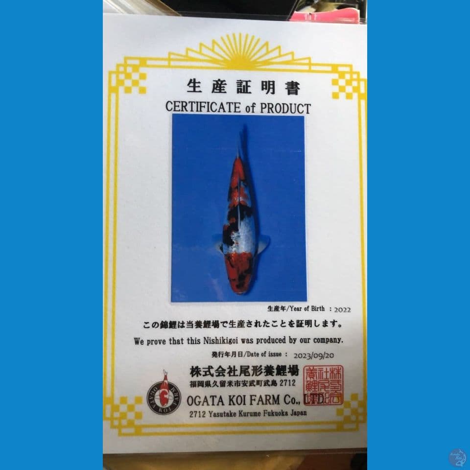 SHOWA GINRIN import OGATA 33 CM