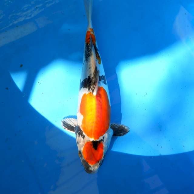 Maruten Kin Showa 34 cm