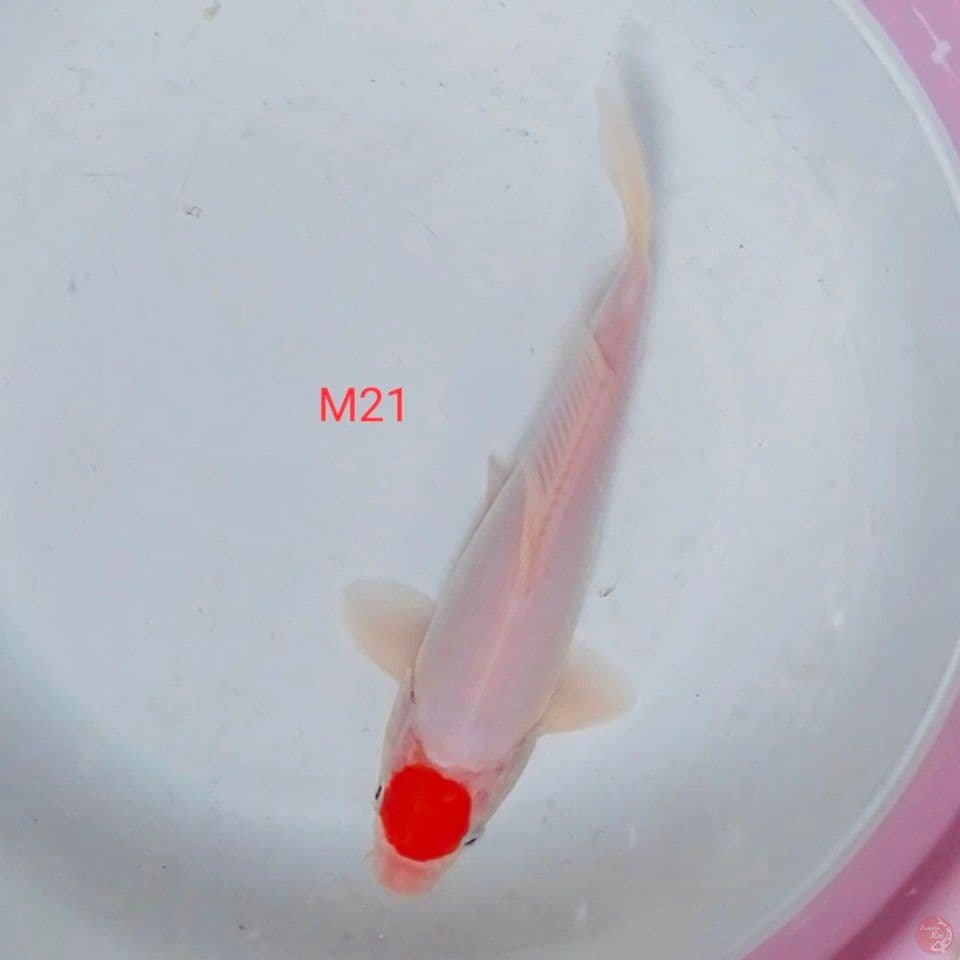 tanco M21cm