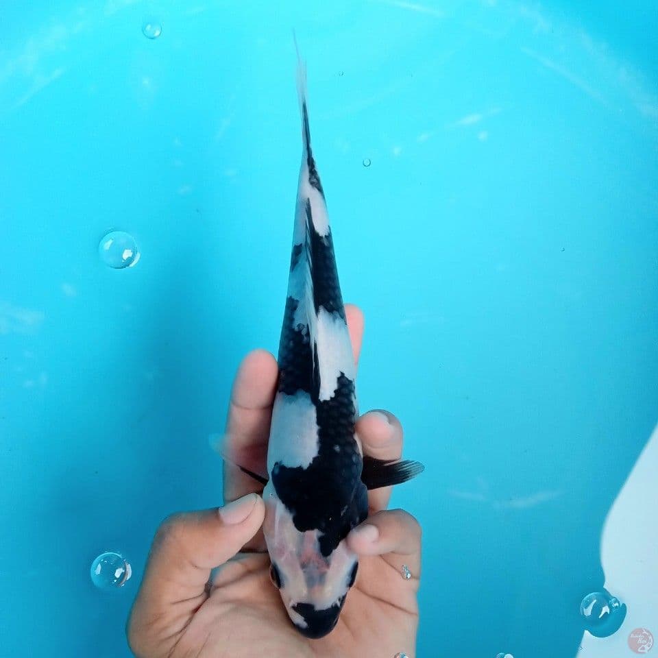 SHIRO GALAK 23CM