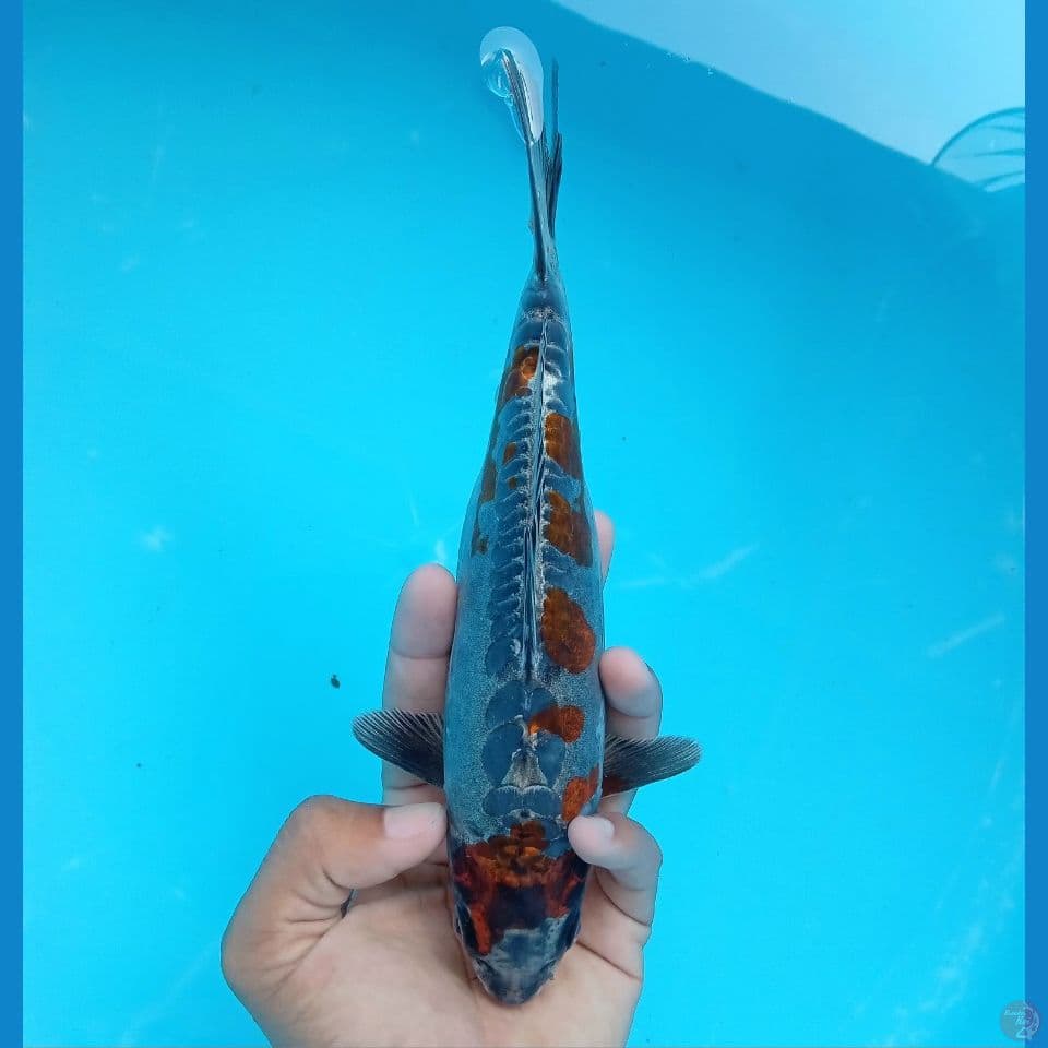SAKURA KIKO 23CM