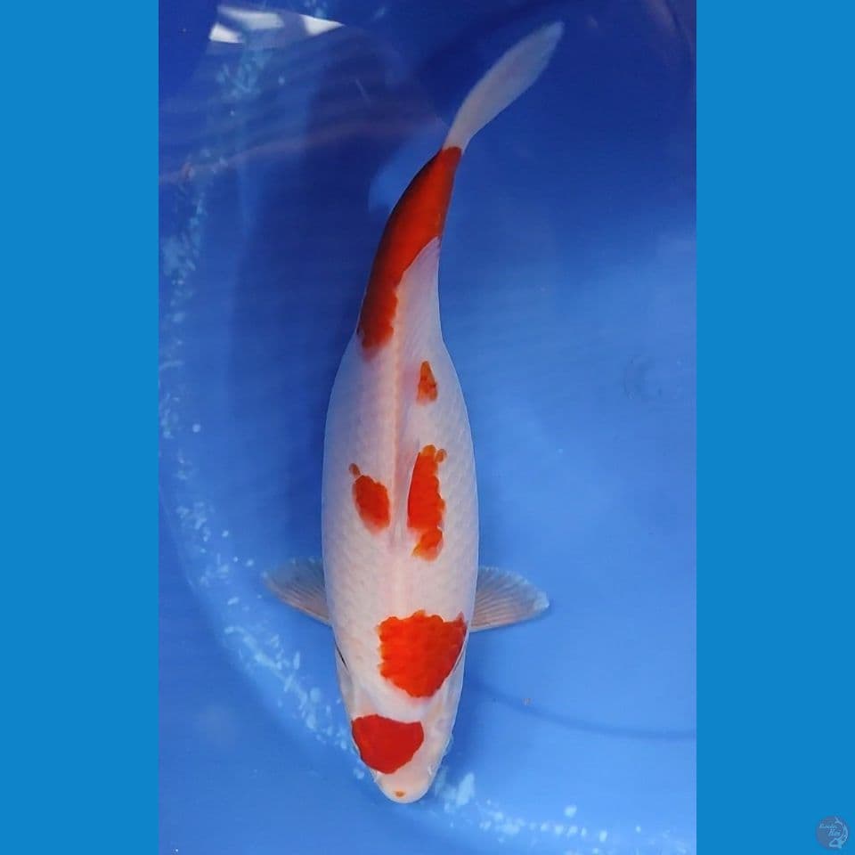 ORIGINAL KOHAKU BERPUNUK 35 CM Female