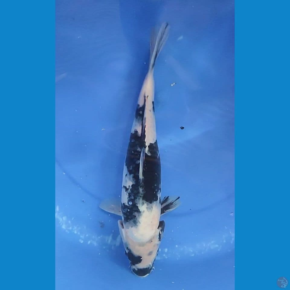 SHIRO 33 CM Female