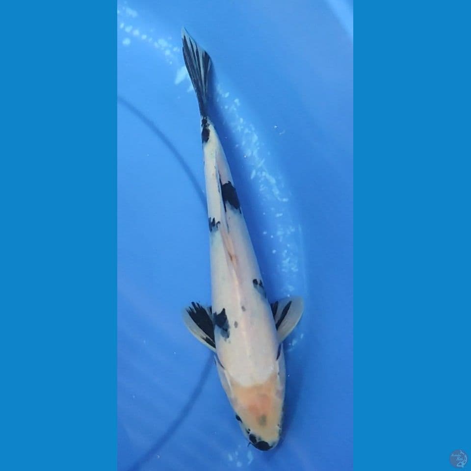 SHIRO 32 CM Male